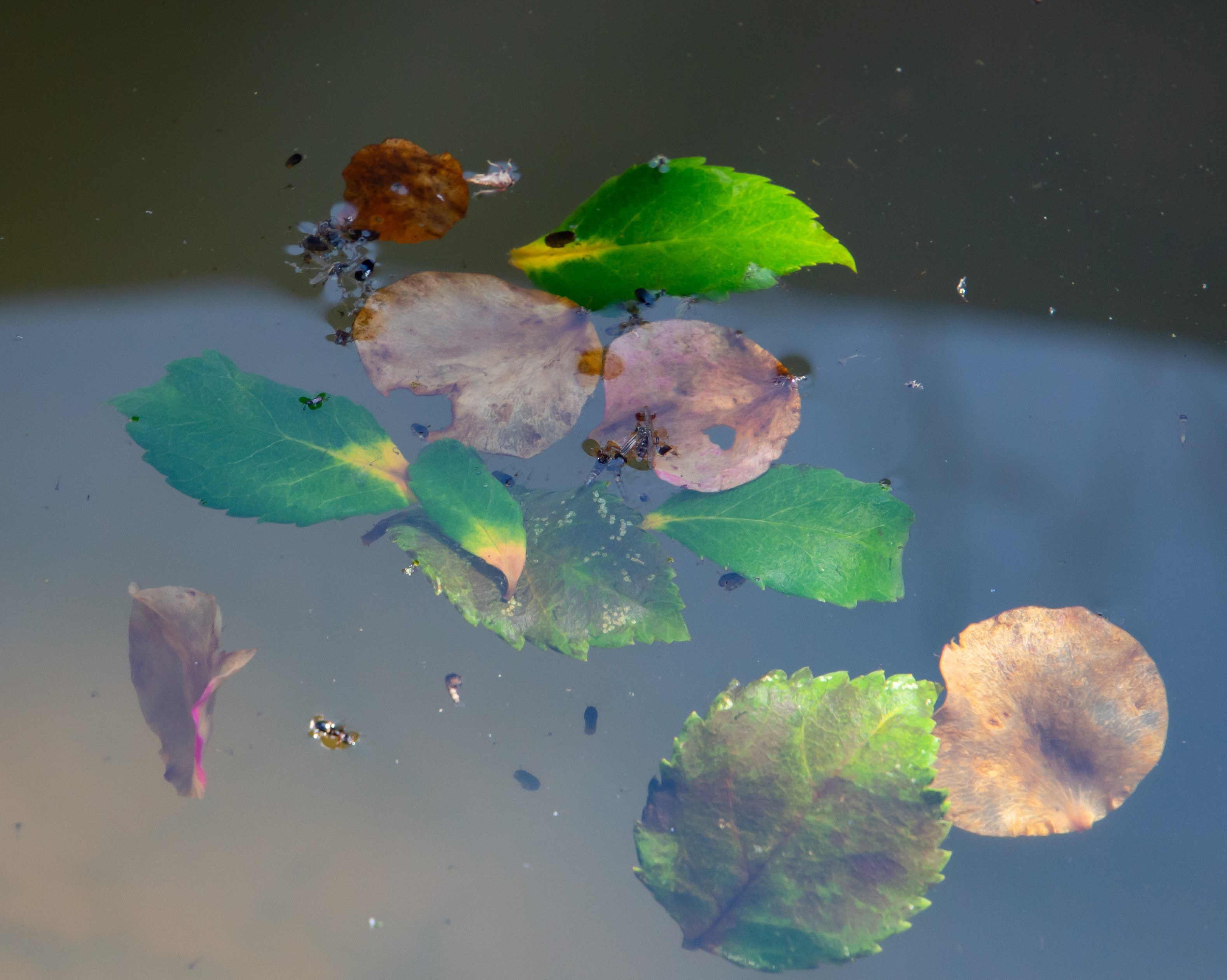 Leaves and mosquitoes on water