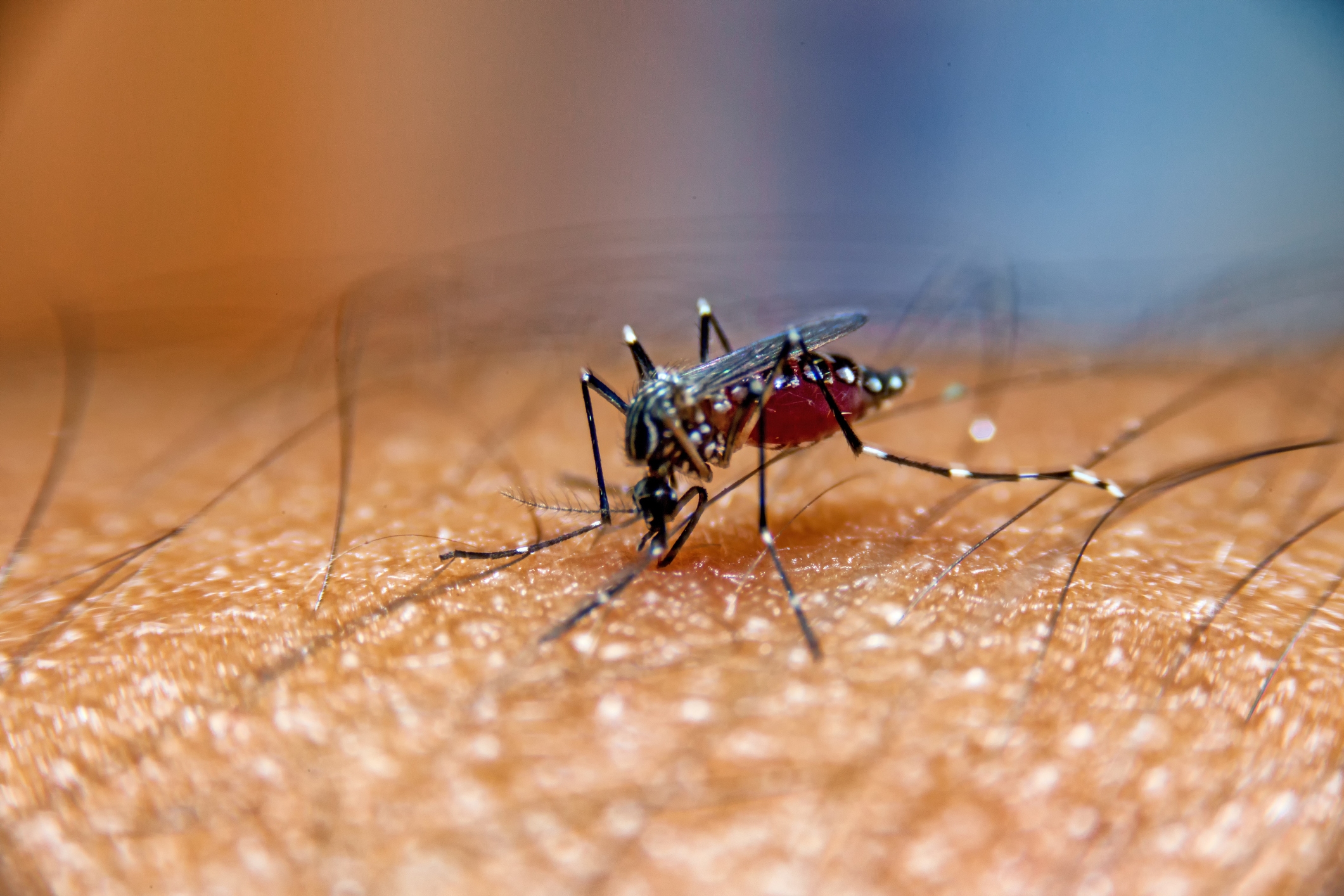 Mosquito aedes aegypti i Stock 607294846