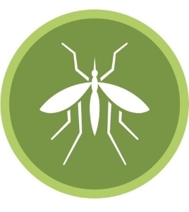Mosquito for blogpost