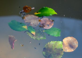 Leaves and mosquitoes on water