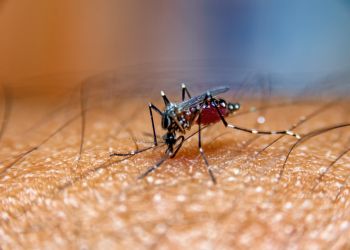 Mosquito aedes aegypti i Stock 607294846
