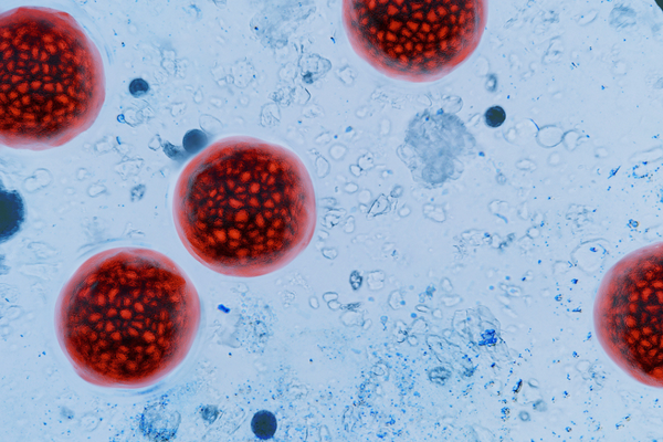 Cyclospora blog