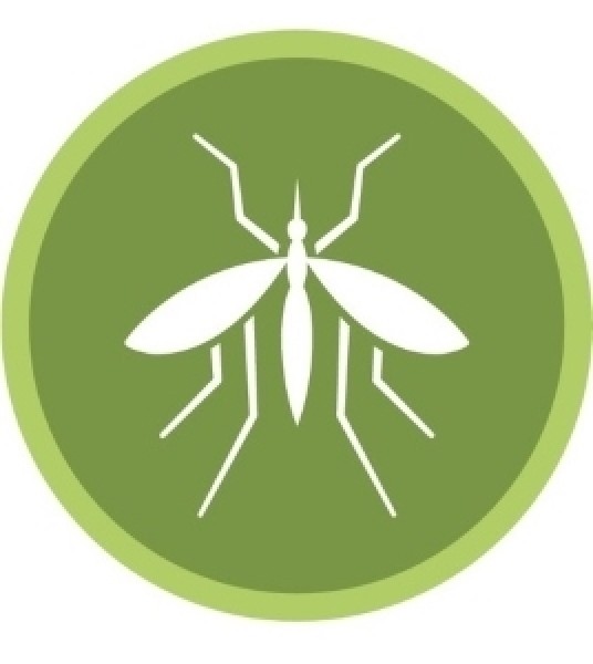 Mosquito for blogpost