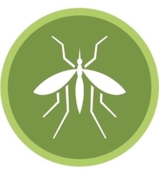 Mosquito for blogpost