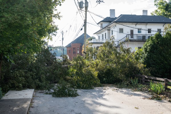 Tree Damage from Hurricane Helene stock photo