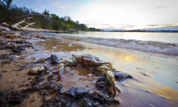 Maryland blue crab