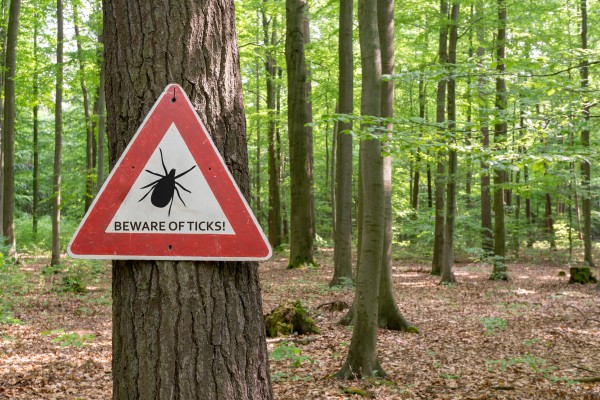 Tick vector i Stock 958222134